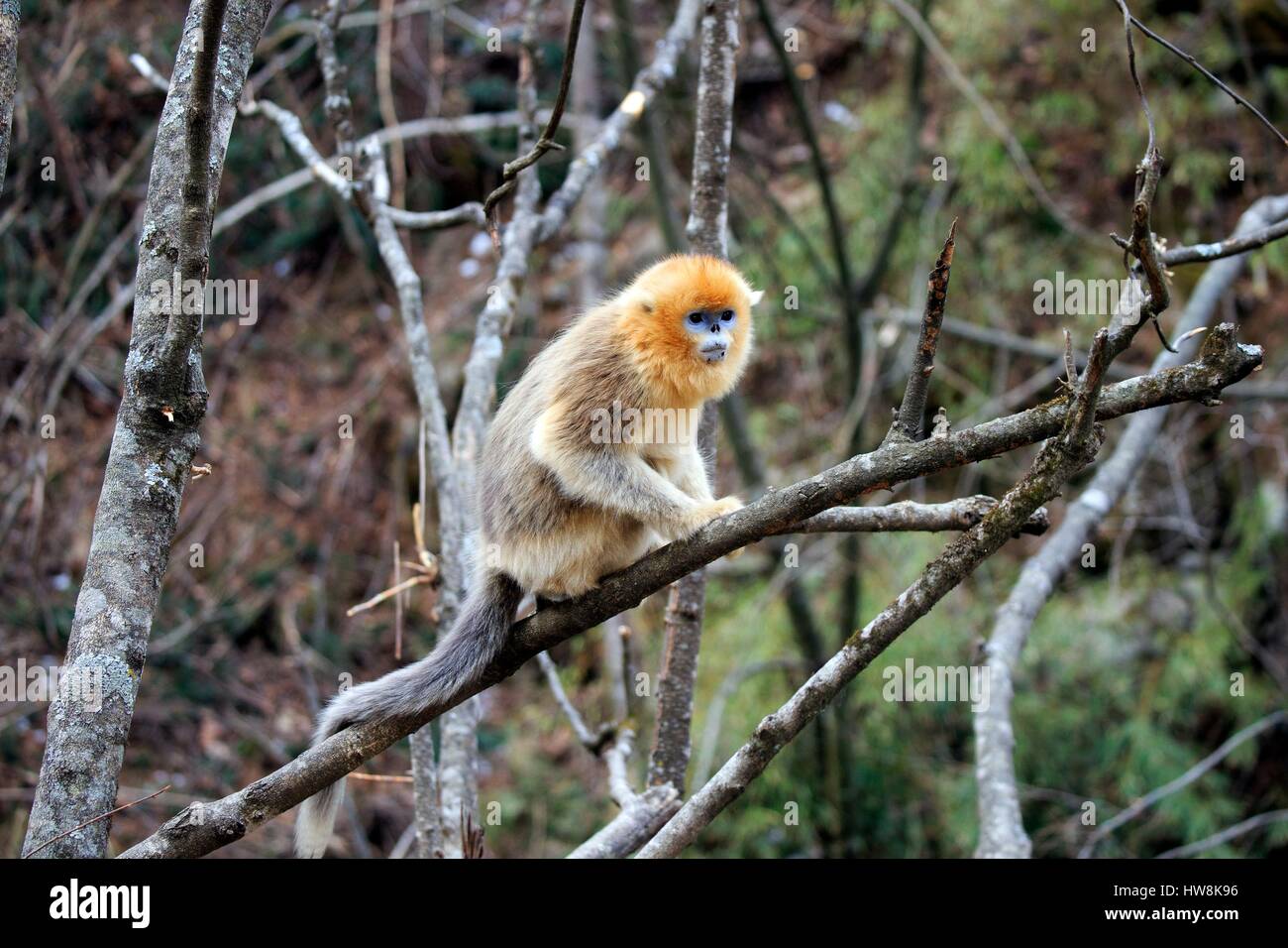 Chine, province du Shaanxi, montagnes Qinling, Golden snub-nosed Rhinopithecus roxellana (singe), les jeunes Banque D'Images