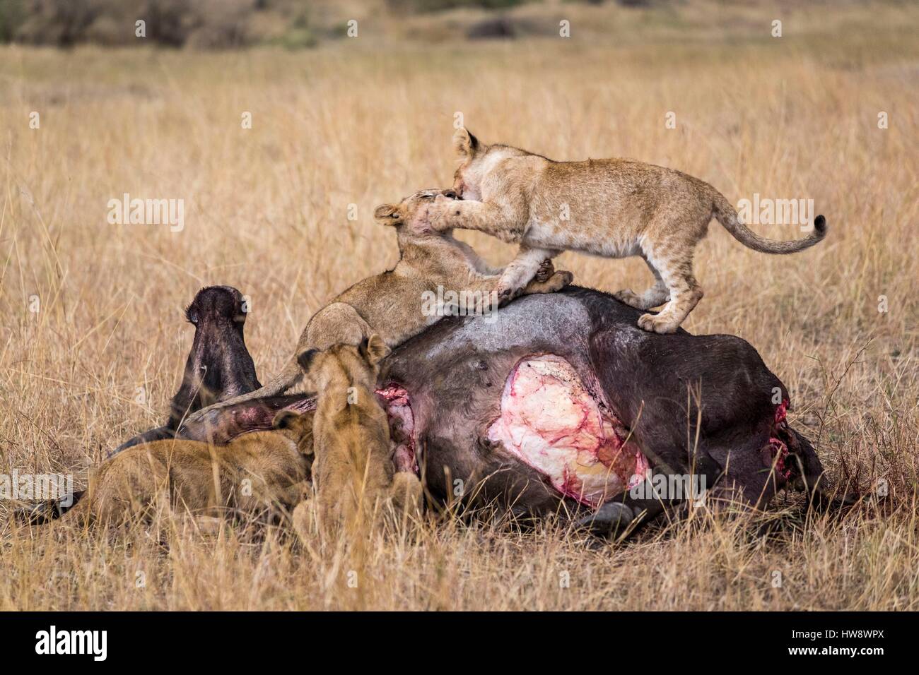 Au Kenya, la réserve Masai-Mara, lion (Panthera leo), les louveteaux de manger sur un gnous Banque D'Images