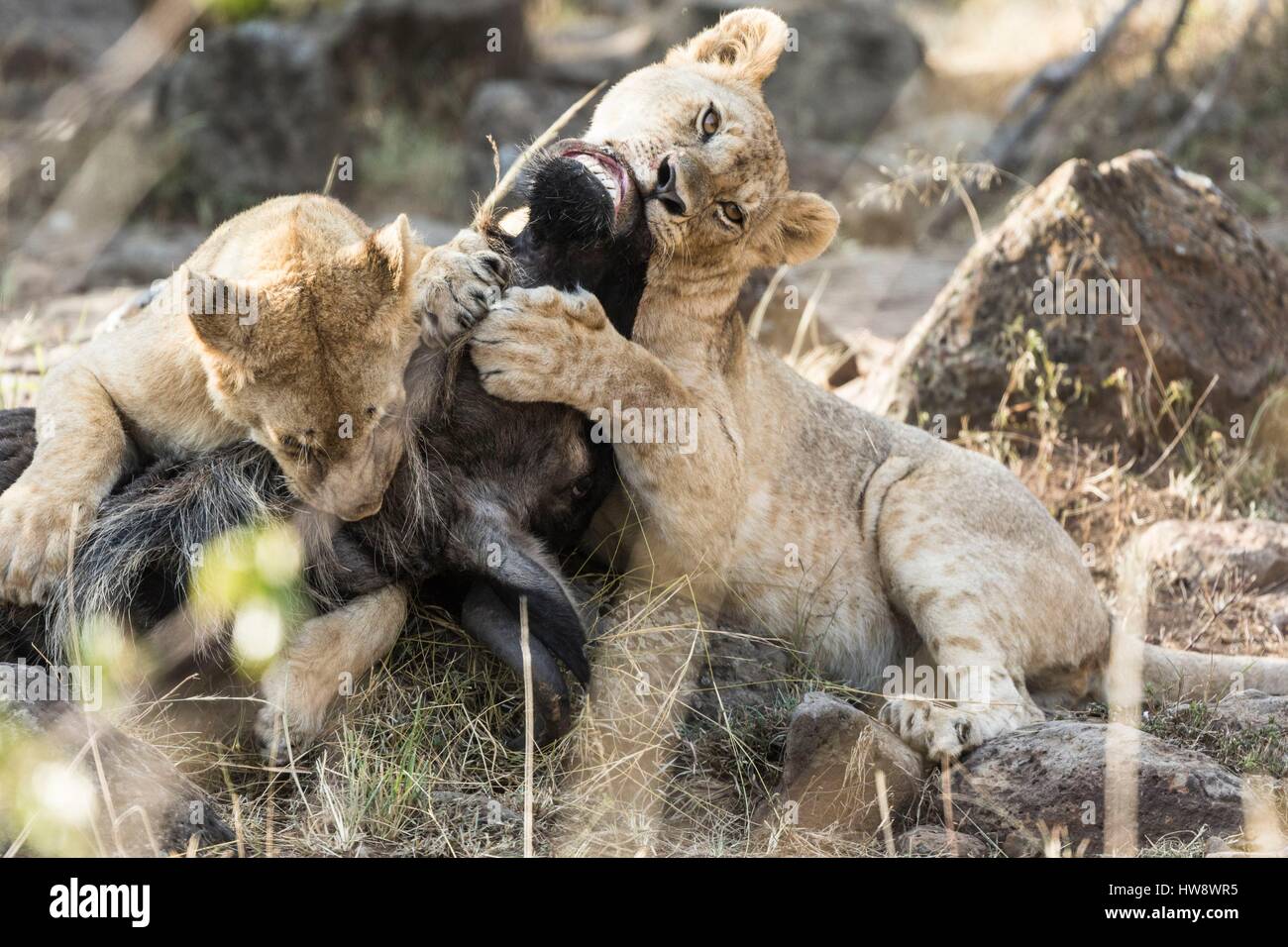 Au Kenya, la réserve Masai-Mara, lion (Panthera leo), manger un gnous Banque D'Images