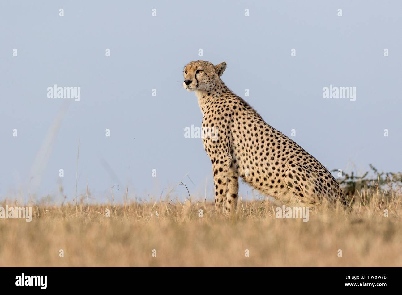 Kenya, Masai-Mara Game Reserve, le Guépard (Acinonyx jubatus), Femme Banque D'Images