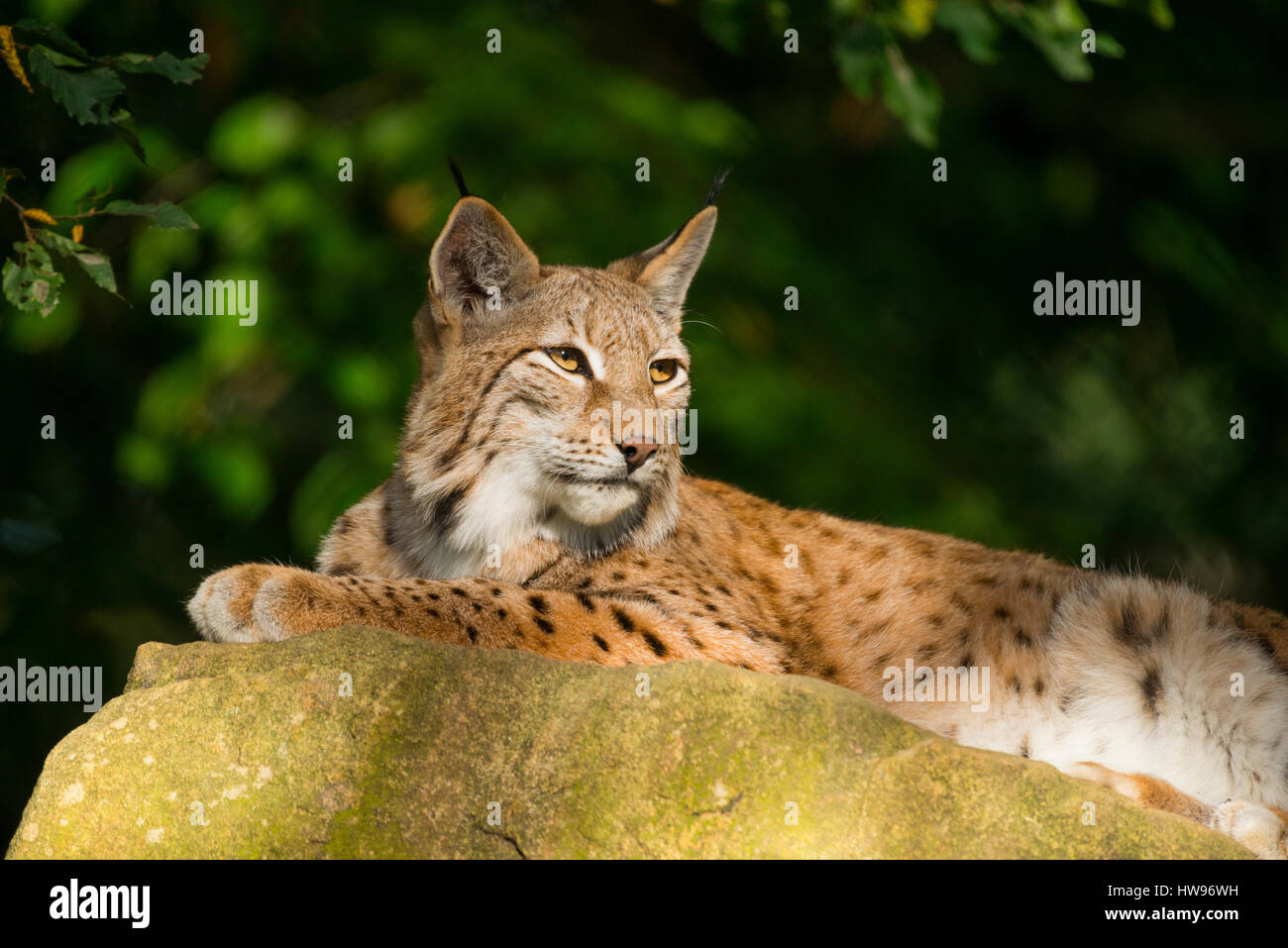 Lynx Boréal, le lynx (Lynx lynx) allongé sur un rocher, captive, Bavière, Allemagne Banque D'Images