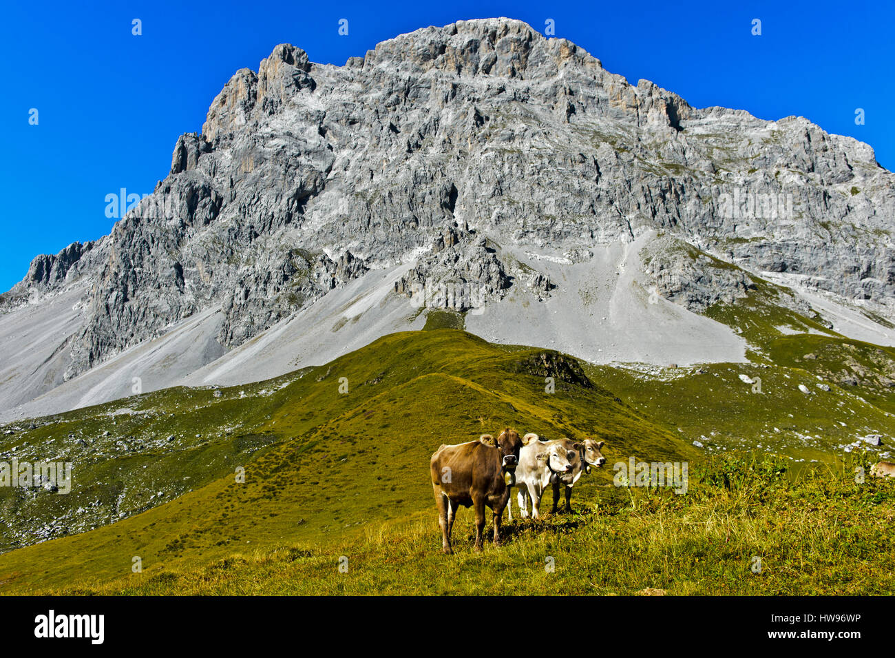 Les vaches au pâturage, à l'arrière, Sulzfluh montagne St. Antönien, Prättigau, Canton des Grisons, Suisse Banque D'Images