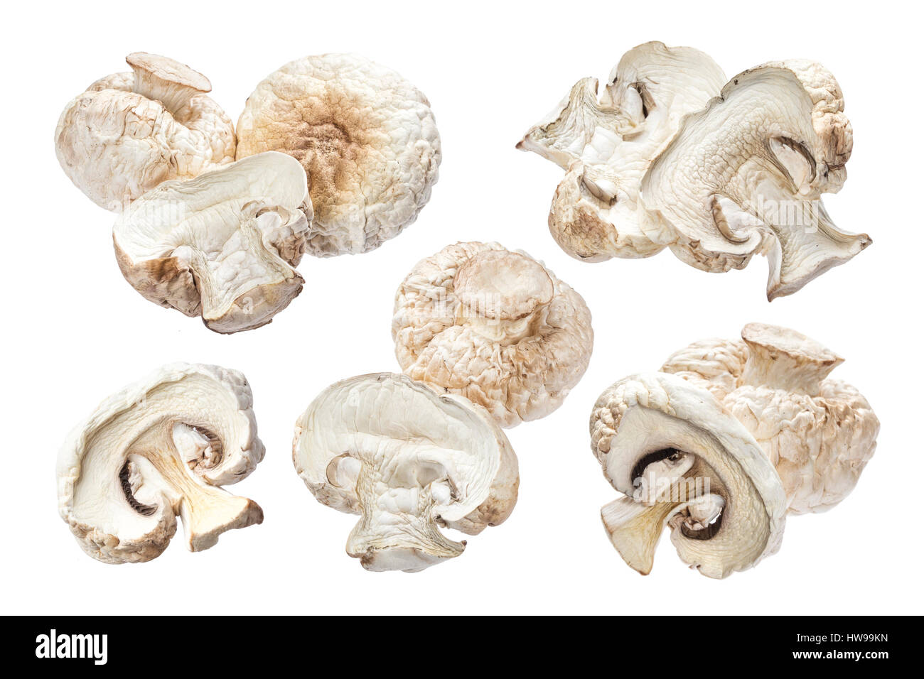 Les champignons séchés isolé sur fond blanc Banque D'Images