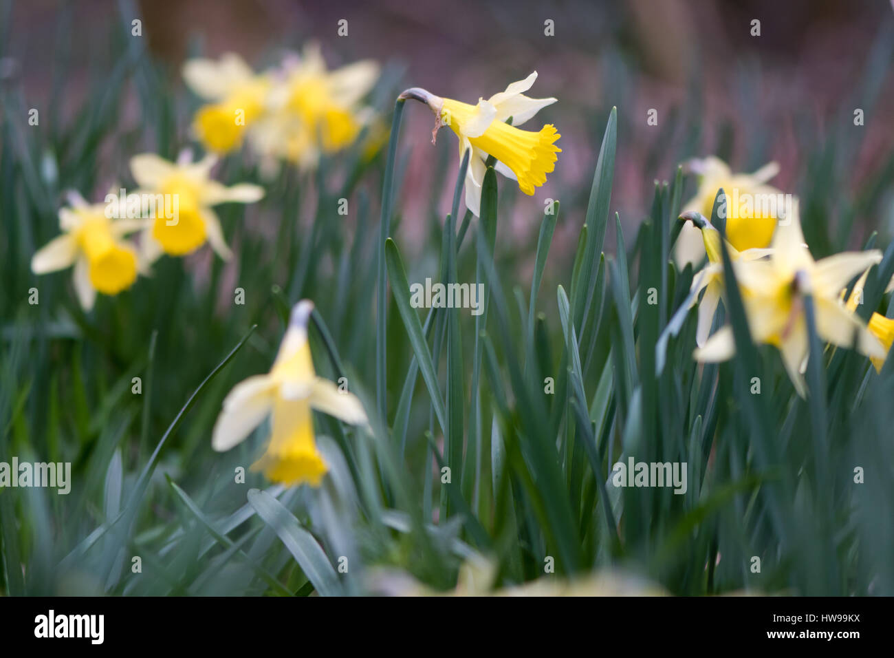 La floraison des jonquilles sauvages (Narcissus pseudonarcissus pseudonarcissus). Jonquille indigènes, aka prêté lily, en fleurs en bois taillis d'Oyster, UK Banque D'Images