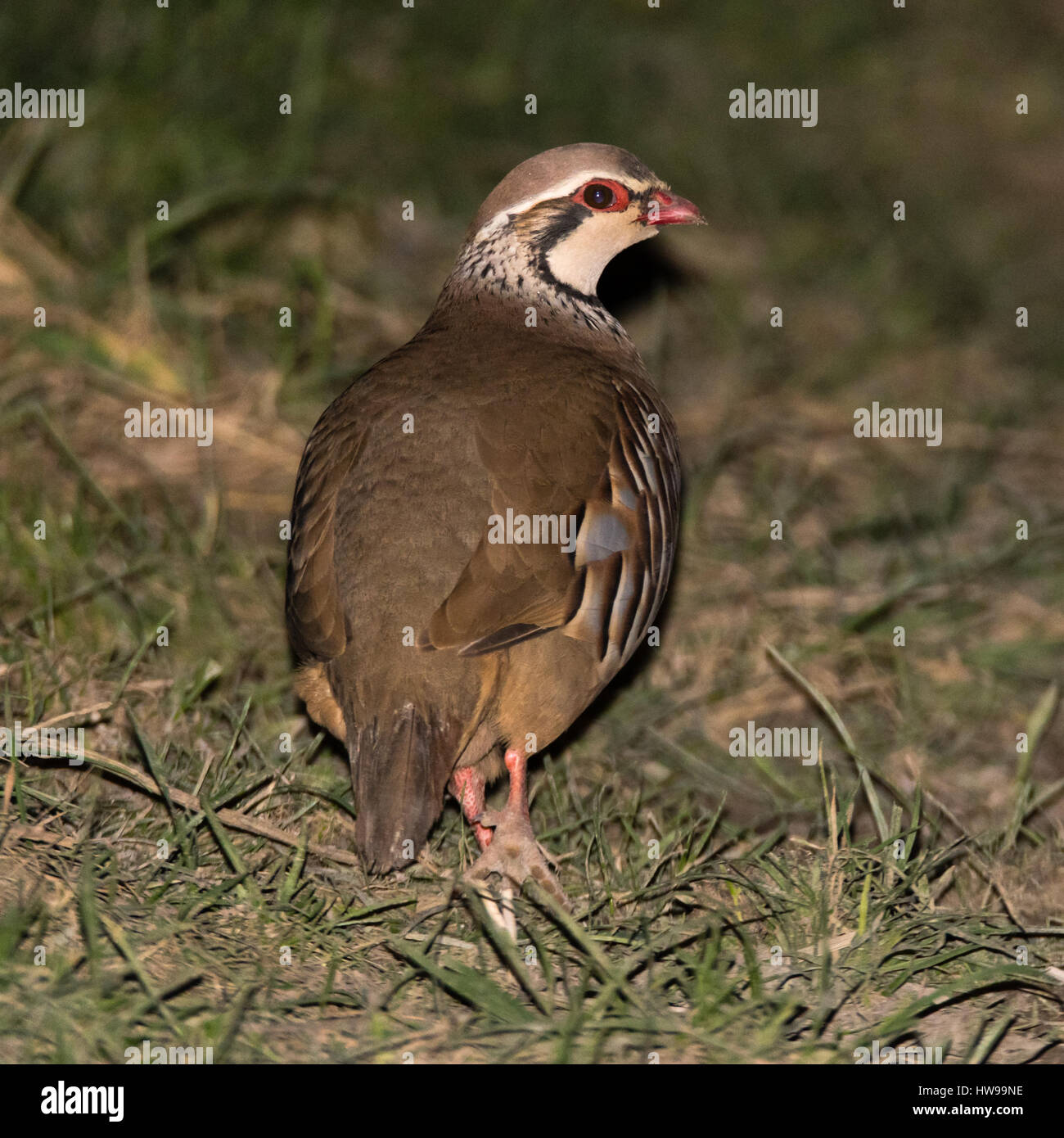 Red-legged partridge (Alectoris rufa). Espèce de passereaux appartenant à la famille, aka French Partridge, sur les herbages en UK Banque D'Images