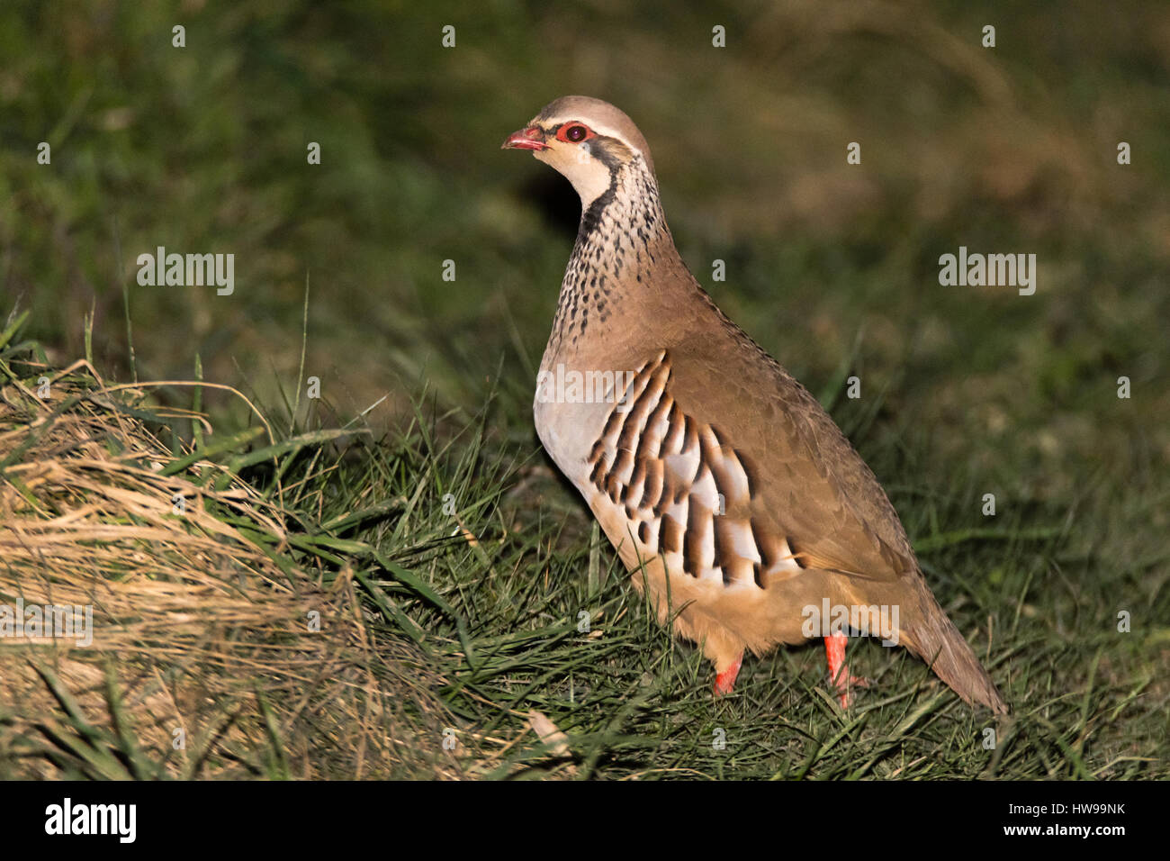 Red-legged partridge (Alectoris rufa). Espèce de passereaux appartenant à la famille, aka French Partridge, sur les herbages en UK Banque D'Images