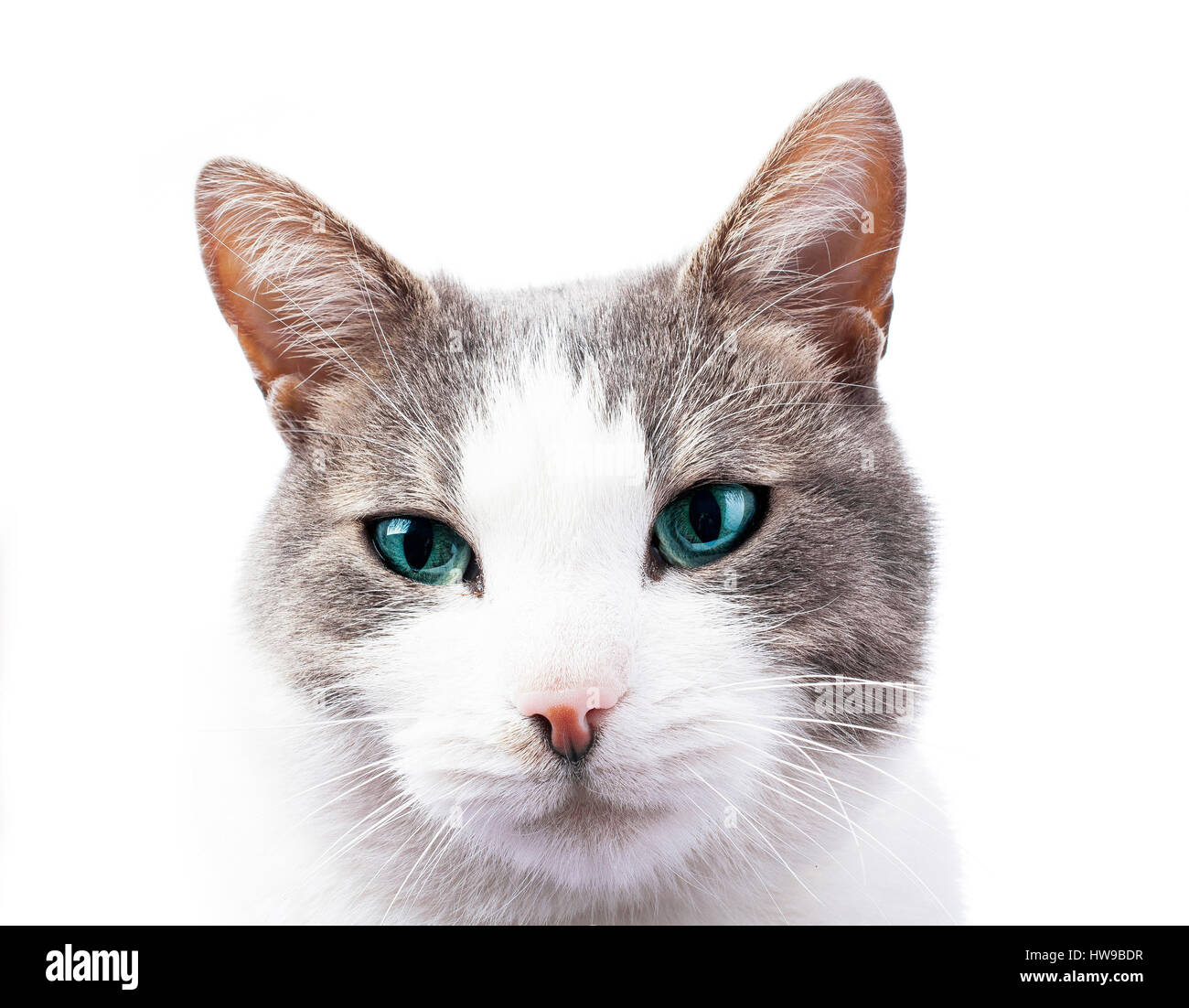 Couleur Des Yeux Bleu Banque De Photographies Et D Images A Haute Resolution Alamy