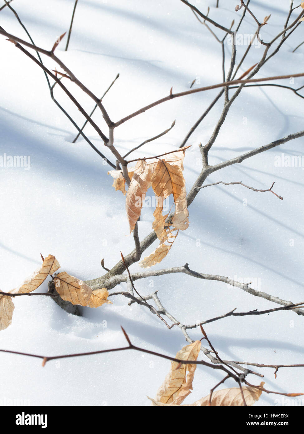 Petit arbre avec juste quelques feuilles à la fin de l'hiver neige . Banque D'Images