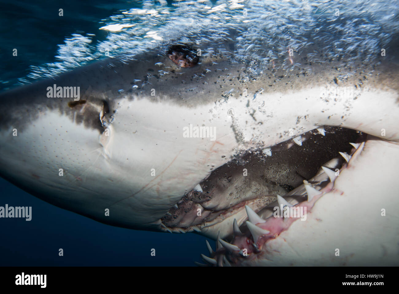 Grand requin blanc (Carcharodon carcharias) Banque D'Images