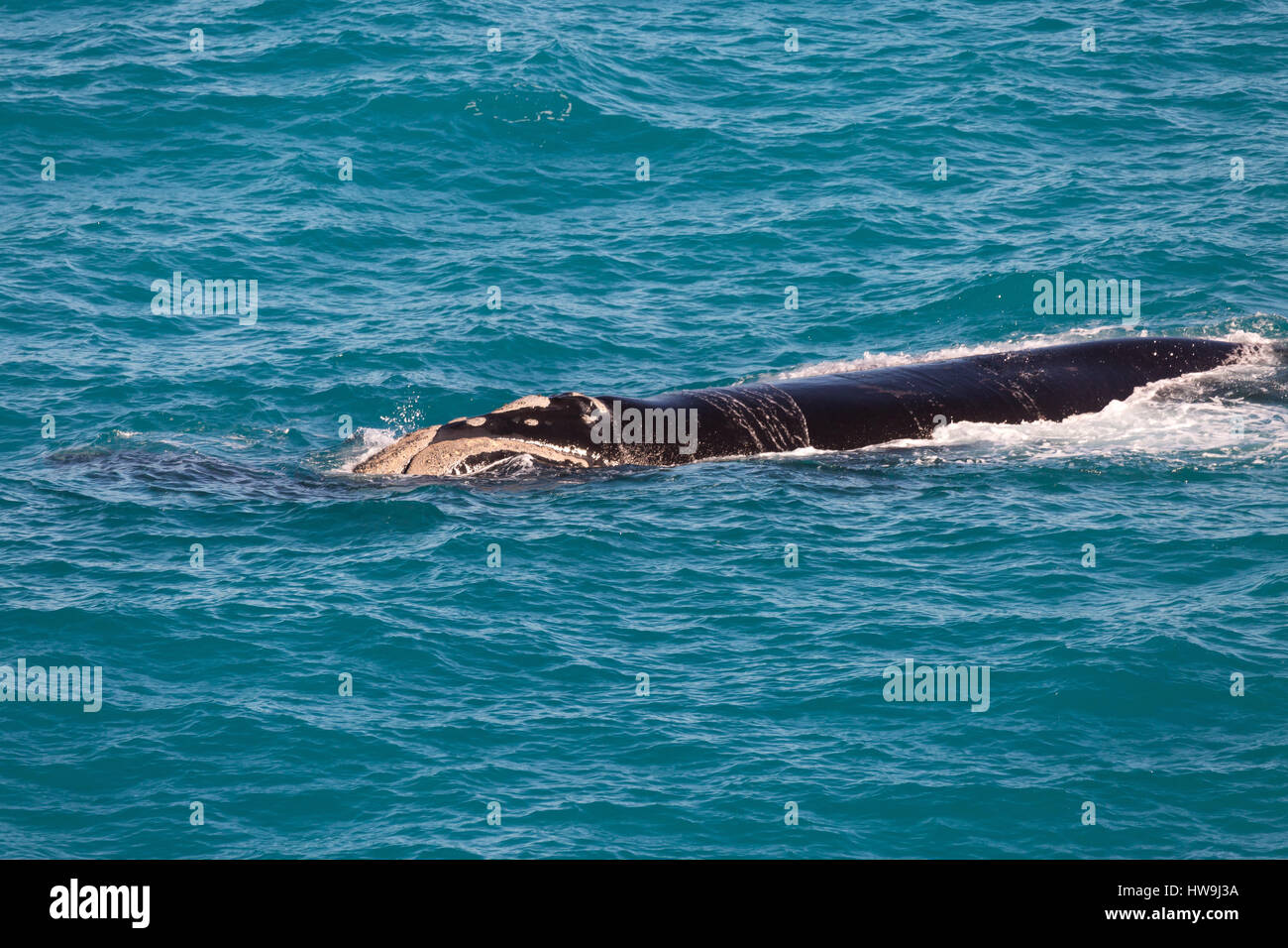 Baleine franche australe (Eubalaena australis) Banque D'Images