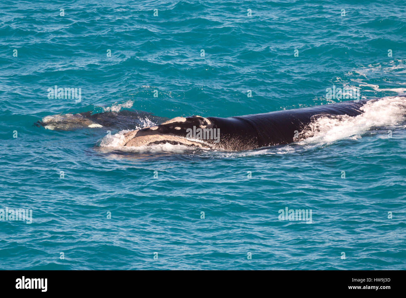 Baleine franche australe (Eubalaena australis) Banque D'Images