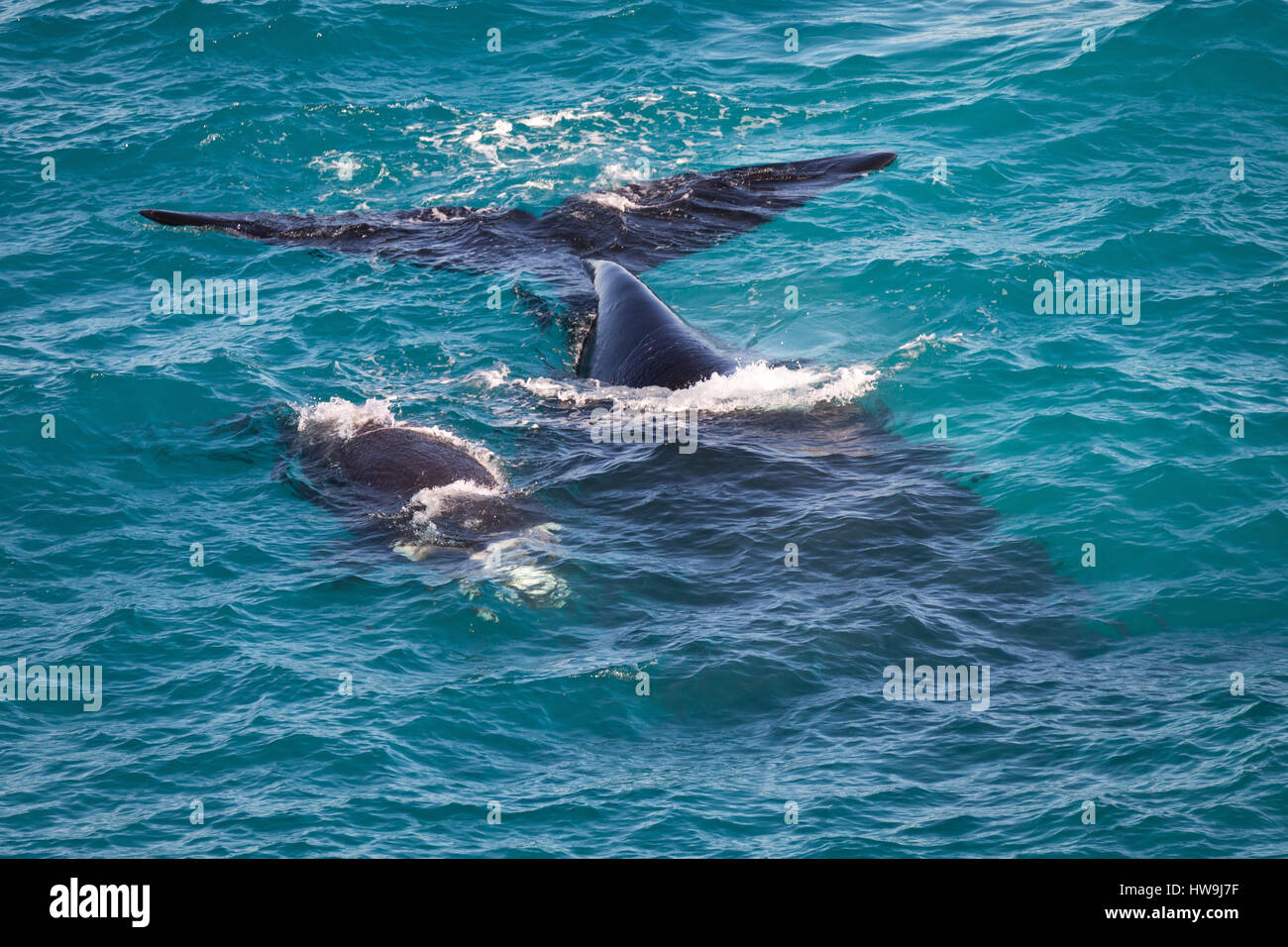 Baleine franche australe (Eubalaena australis) Banque D'Images