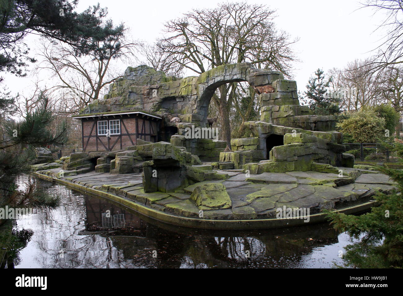 Stylos et boîtiers dans Artis Zoo d'Amsterdam, Amsterdam, Pays-Bas. Enceinte de l'Alpine bouquetins / steinbocks (Capra ibex) Banque D'Images