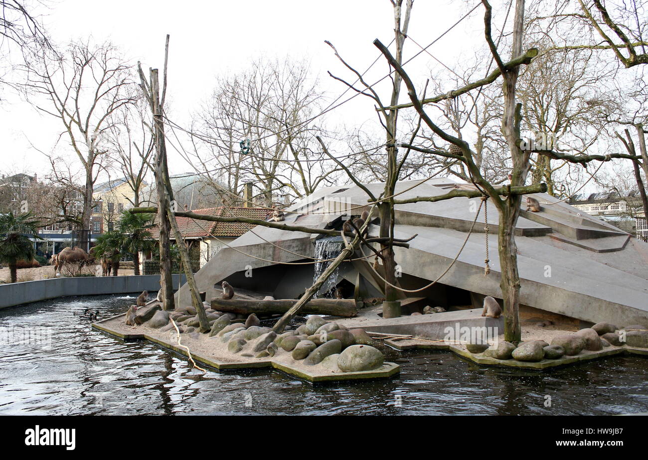 Le boîtier de macaques japonais dans le Zoo Artis d'Amsterdam, Pays-Bas en hiver Banque D'Images