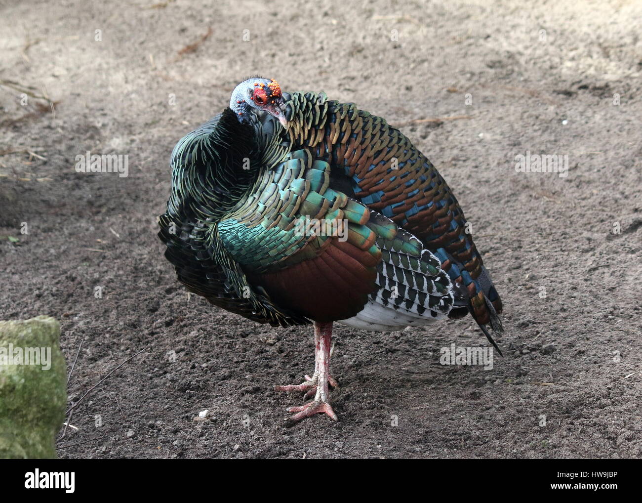 Ocellated turquie (Meleagris ocellata), indigènes de la jungle de la péninsule du Yucatán au Mexique et au Guatemala Banque D'Images