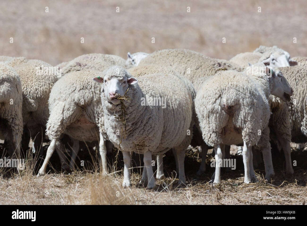 Une photo de quelques moutons sur la ferme du centre de l'Australie NSW. Banque D'Images