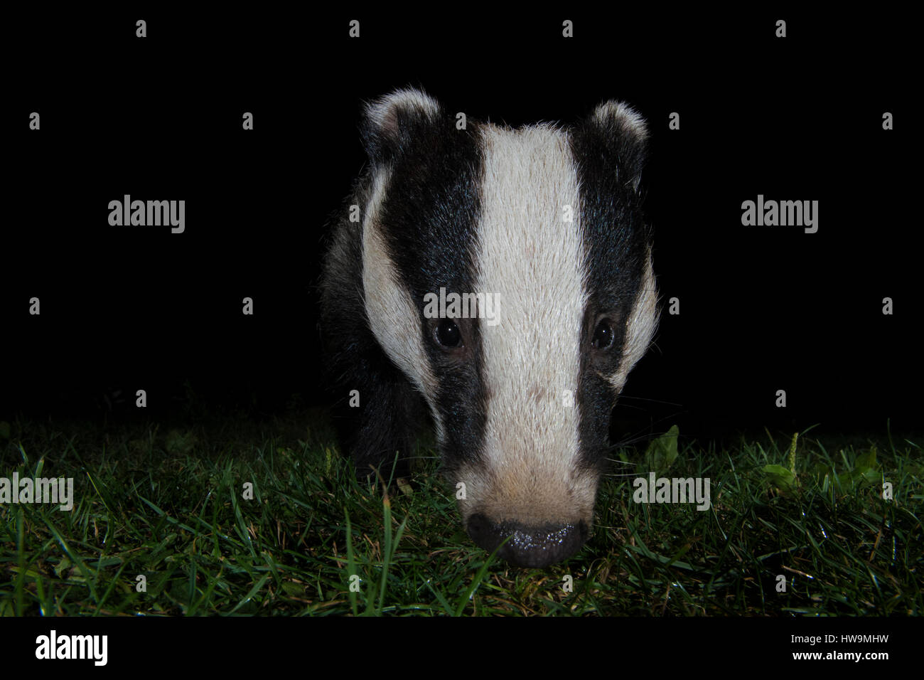 Close up of Eurasian Blaireau (Meles meles) visiter jardin de banlieue la nuit, Hastings, East Sussex, UK Banque D'Images