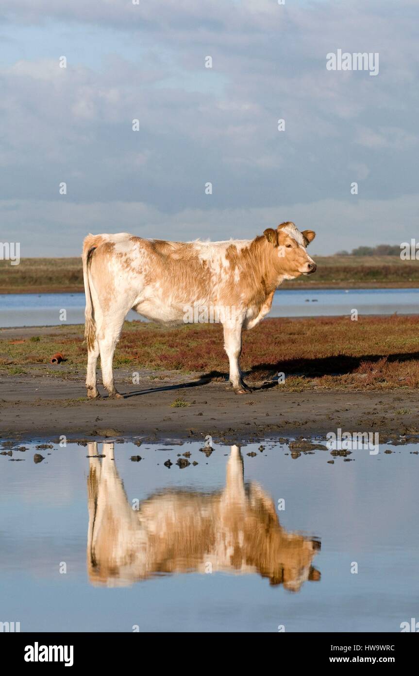 Belgique, rouge-pied (Bos taurus) Banque D'Images