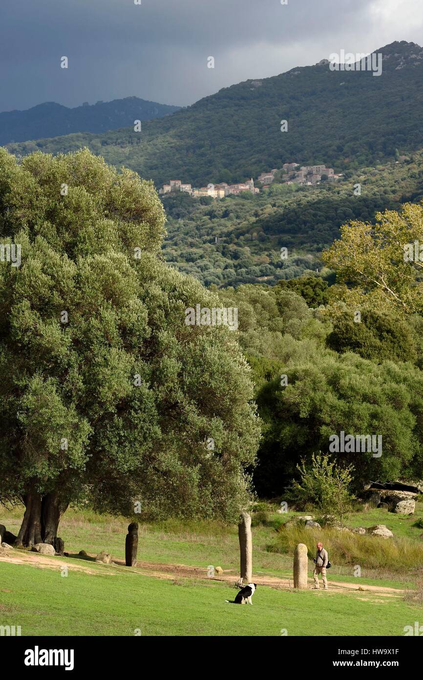 France, Corse du Sud, site préhistorique de Filitosa, alignement de menhirs statues sous un olivier millénaire Banque D'Images
