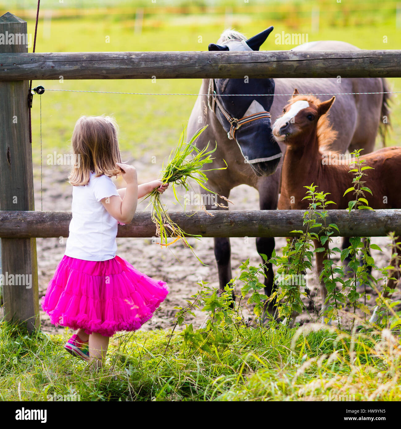 Petite fille jouant avec la mère et l'enfant des chevaux aux beaux jours d'été dans le pays. L'alimentation de l'enfant et son poulain animal. Les enfants s'occuper des animaux domestiques animaux Banque D'Images