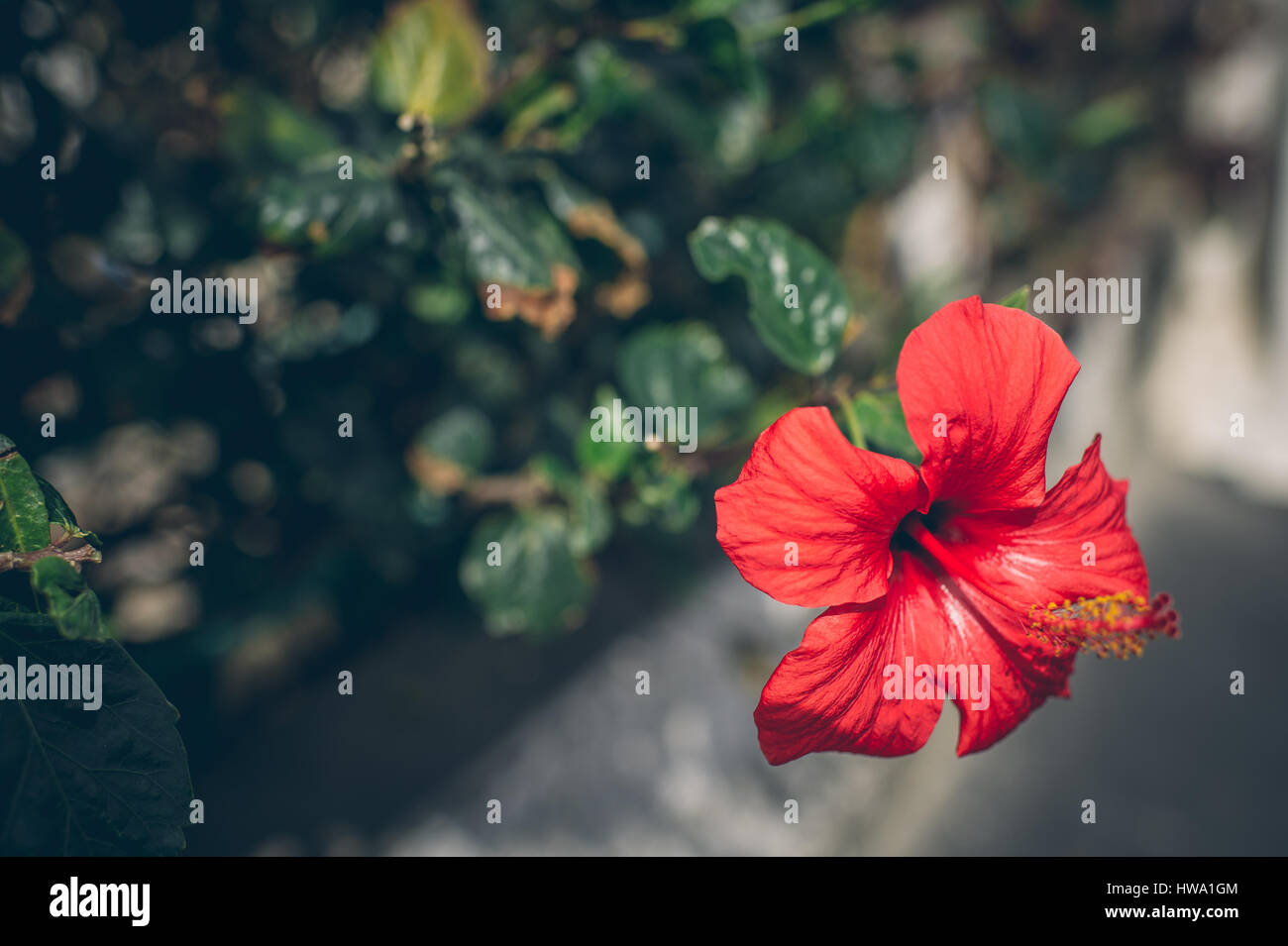 Fleur d'Hibiscus rouge sur fond de ciel brouillé sur Tenerife, Îles Canaries, Espagne.Shallow DOF.Floral background.Copier l'espace. Banque D'Images