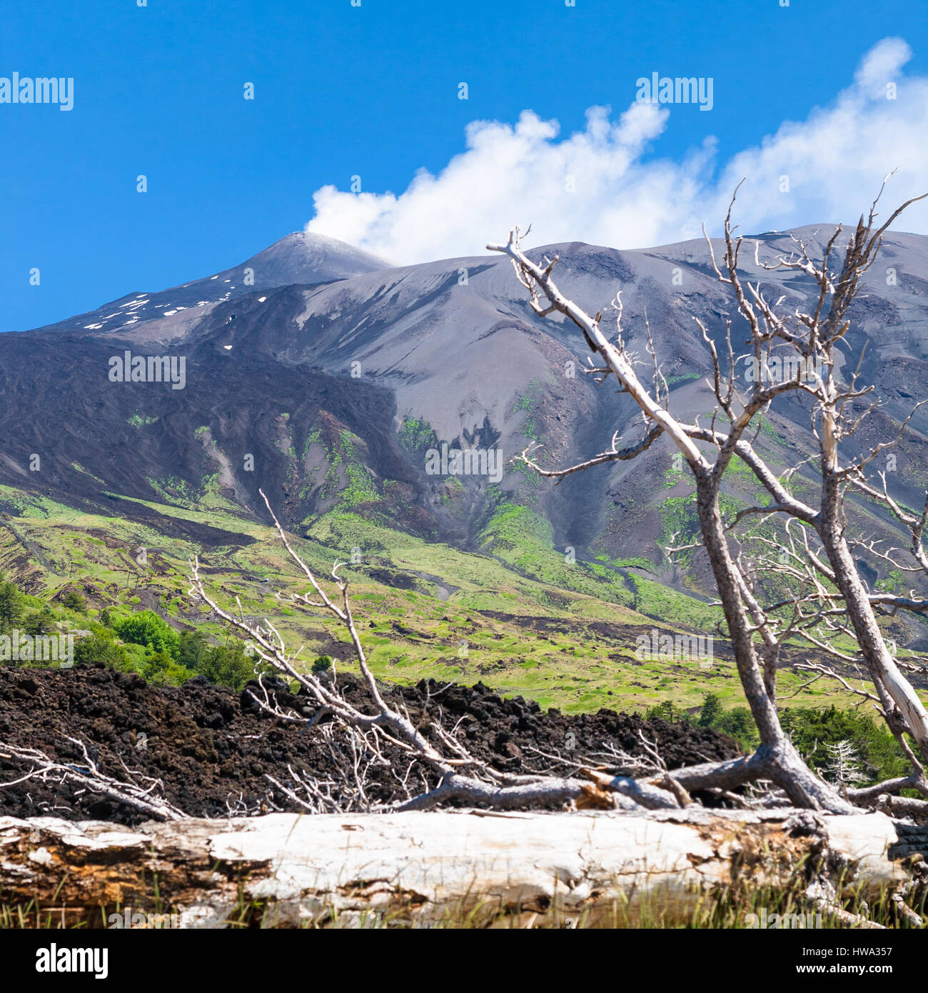 Voyage d'Italie - broken tree lave durcie en courant sur la pente de l'Etna en Sicile Banque D'Images