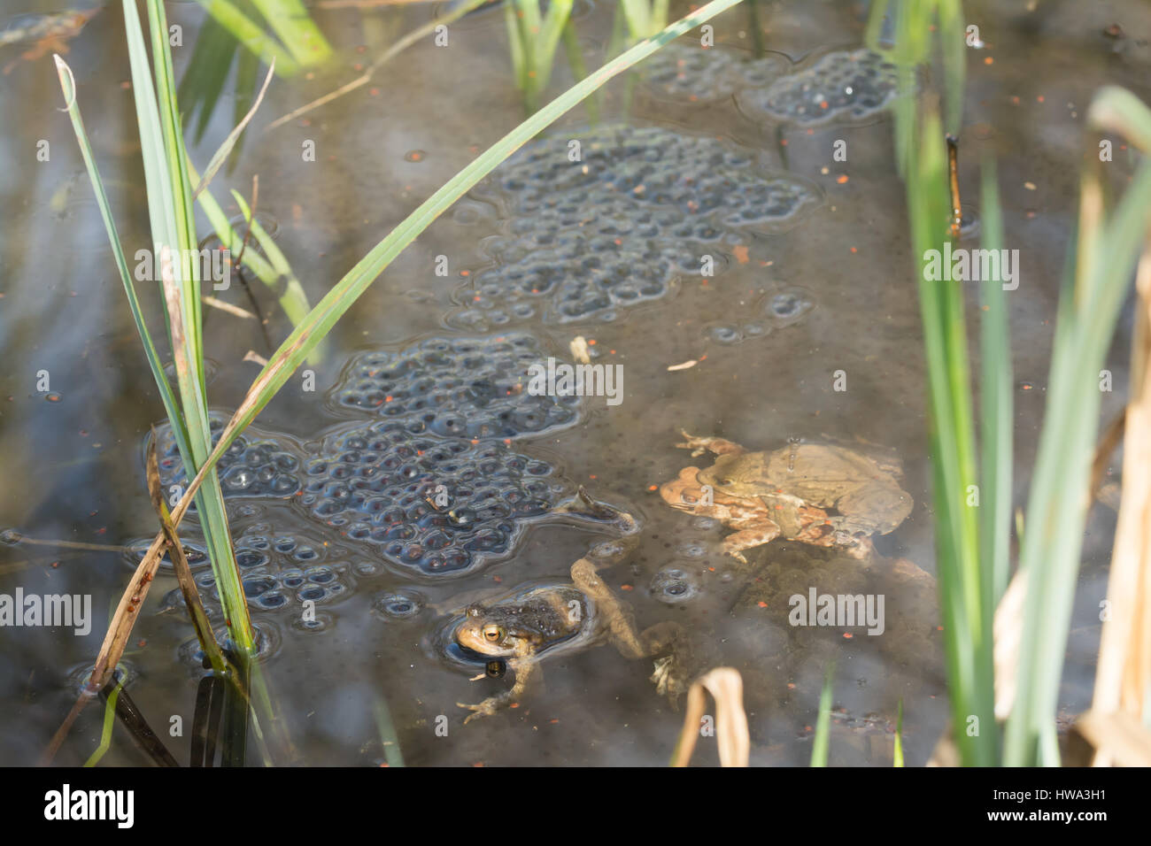 Le crapaud commun (Bufo bufo) dont une paire en amplexus dans un étang d'élevage aux côtés des touffes de frai de grenouille Banque D'Images