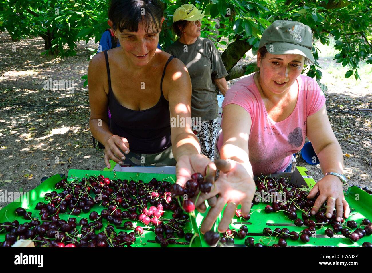 La France, Vaucluse, Venasque, cherry picking Banque D'Images