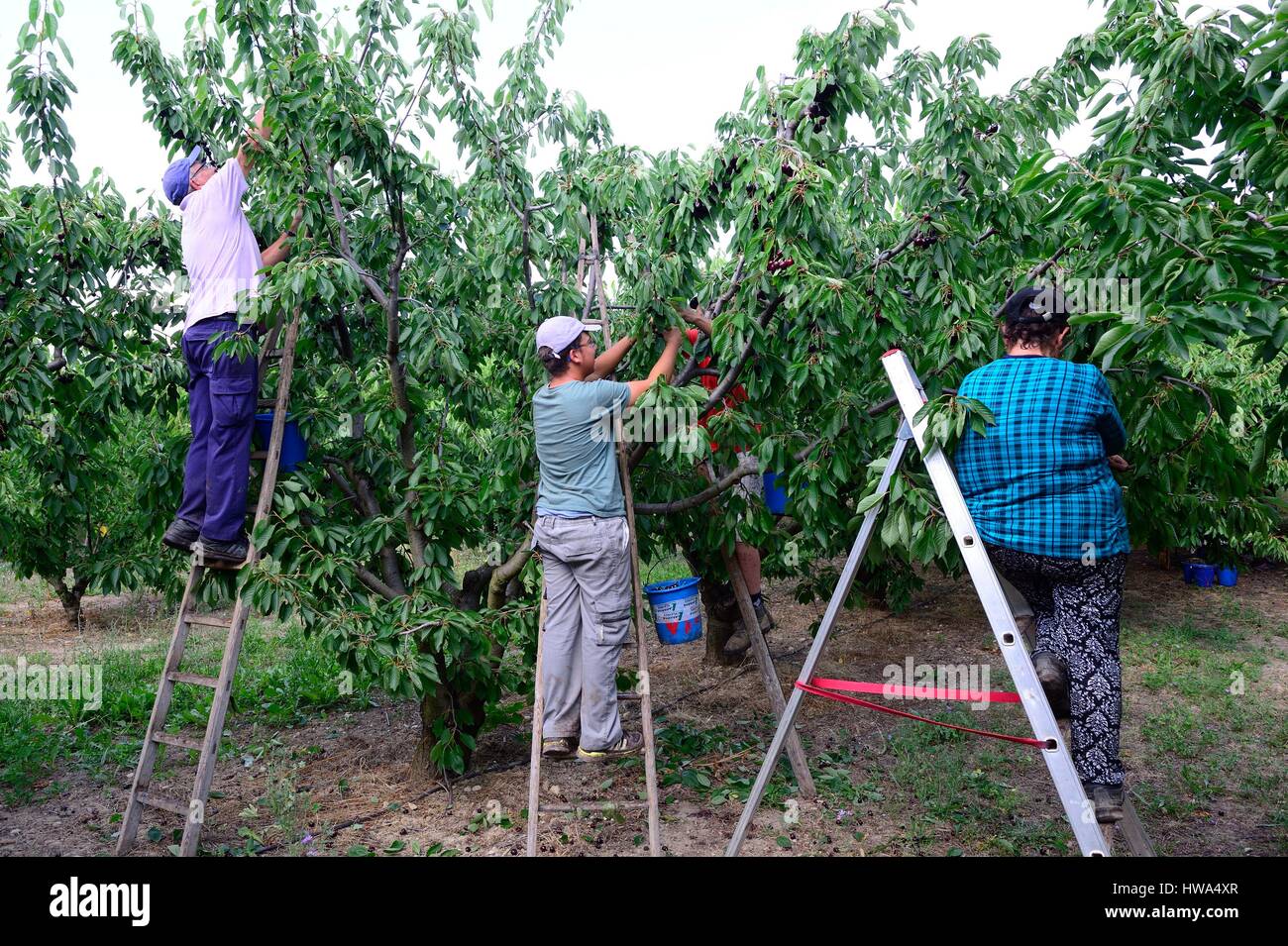 La France, Vaucluse, Venasque, cherry picking Banque D'Images