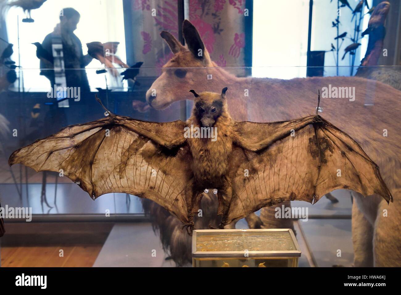 La France, Charente-Maritime, La Rochelle, le Muséum d'histoire naturelle (natural history museum ou musée Lafaille), zoologie, galerie salle du trav Banque D'Images