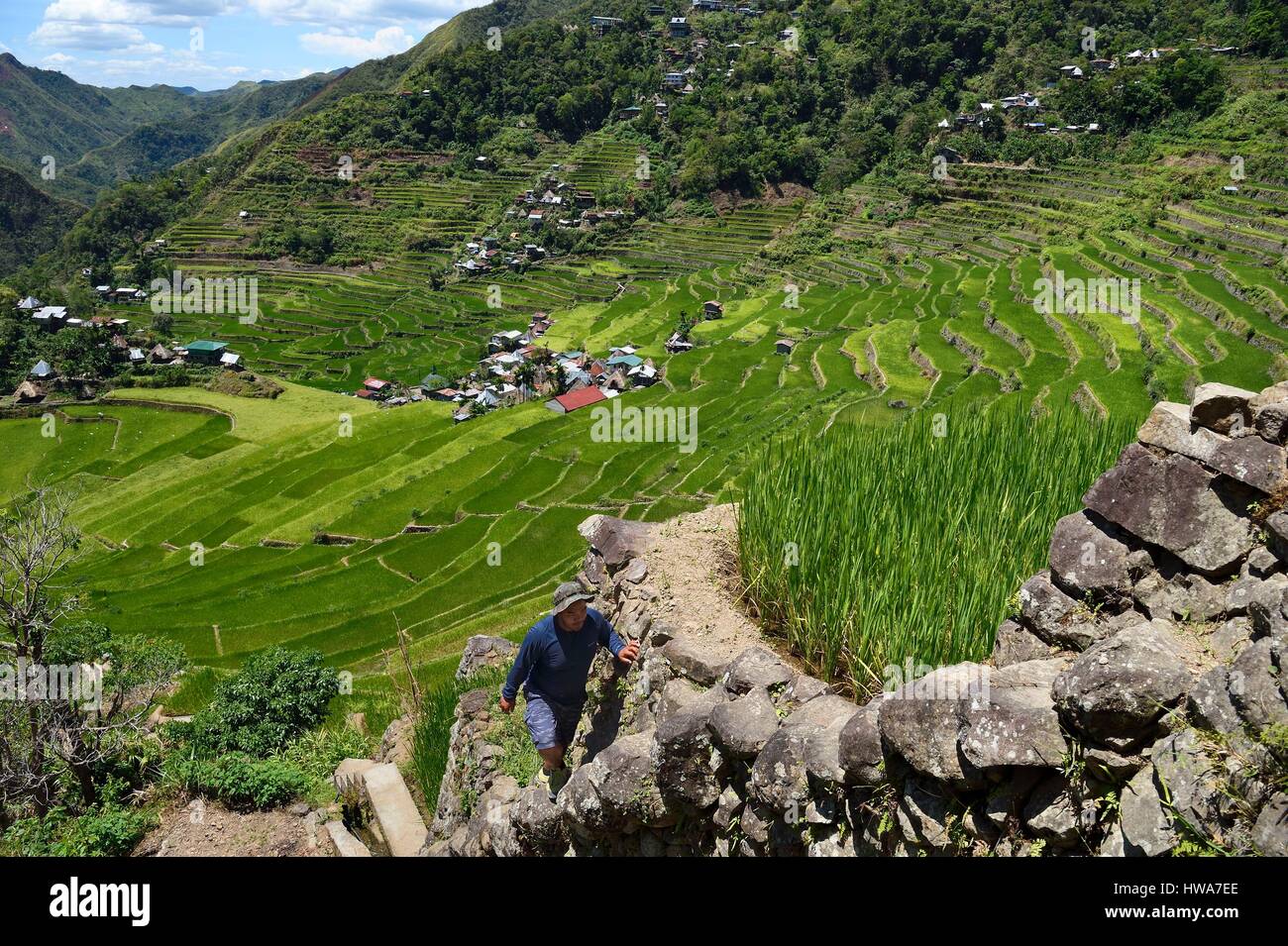 Aux Philippines, la province d'Ifugao, trek dans les rizières en terrasses de Banaue autour du village de Batad, inscrite au Patrimoine Mondial de l'UNESCO Banque D'Images