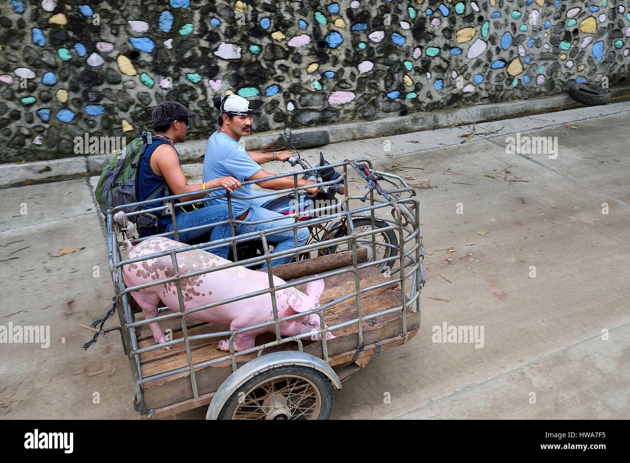 Aux Philippines, la province d'Ifugao, région de Banaue, transport de porcs en tricycle motorisé Banque D'Images