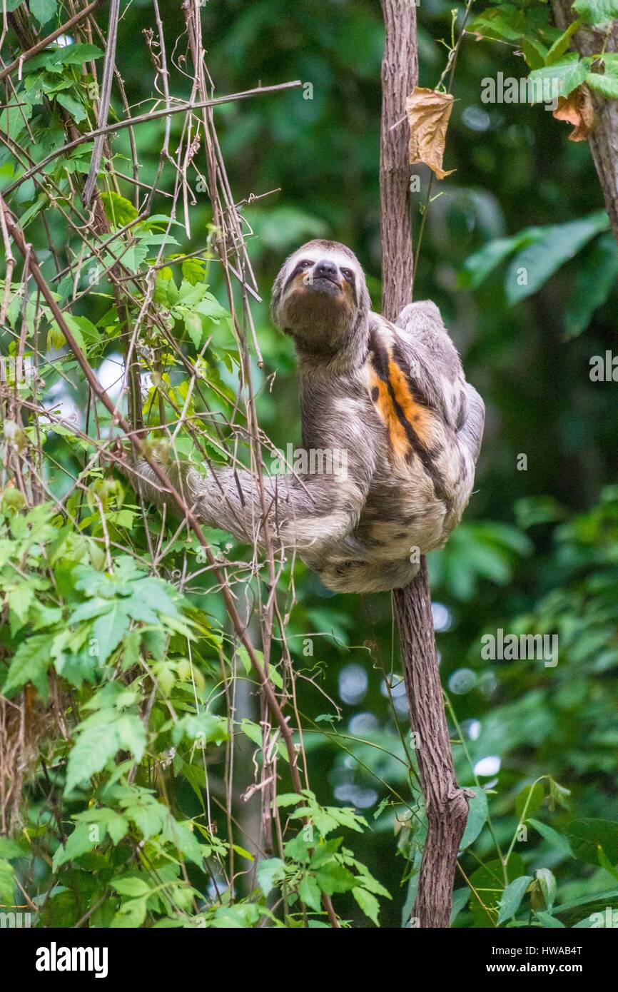 La Colombie, département de Magdalena, Parc National Naturel de Tayrona (Parque Nacional Tayrona), d'un paresseux Banque D'Images