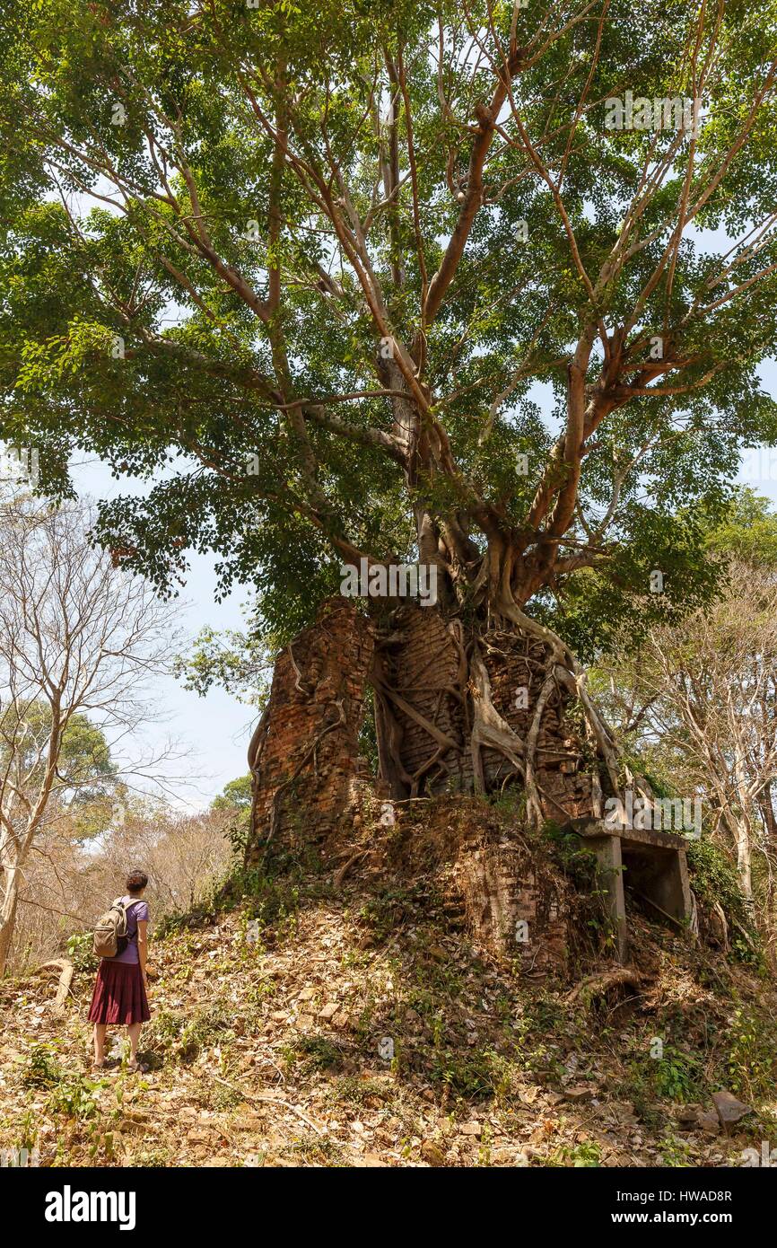 Cambodge, province de Kompong Thom, Sambor Prei Kuk, un arbre qui pousse sur les ruines du temple Banque D'Images