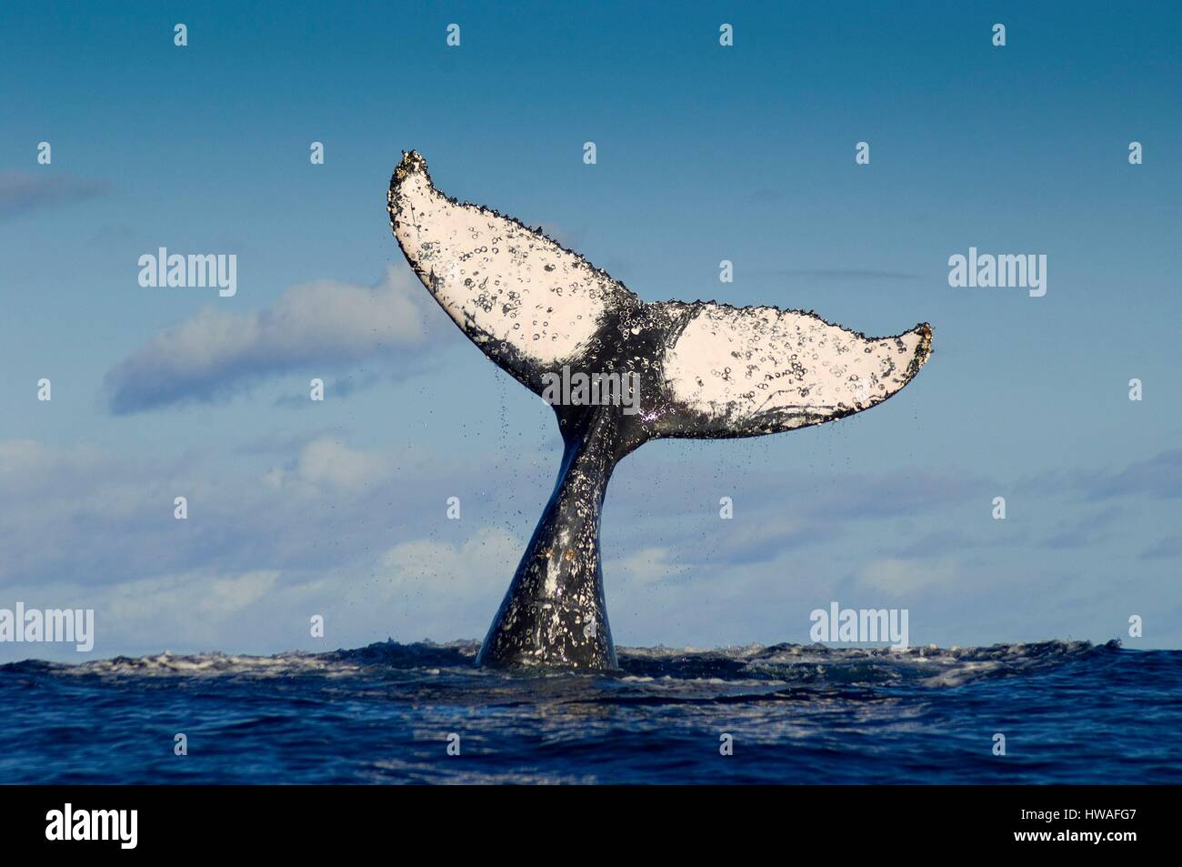 Madagascar, l'île de Sainte Marie, la nageoire caudale de baleine à bosse (Megaptera novaeangliae) au chant, à l'extérieur de l'île de Sainte-Marie, Madagascar Eas Banque D'Images