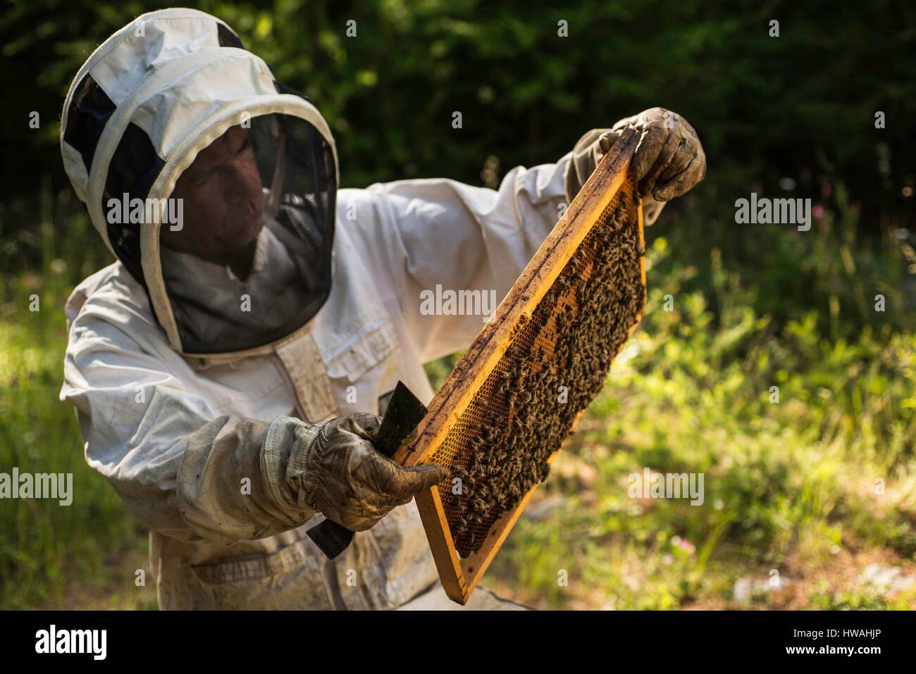 France, Hautes Alpes, Parc Naturel Régional du Queyras, aiguilles, Michel Collombon apiculteur, le contrôle de l'apiculture et l'mielleux Banque D'Images