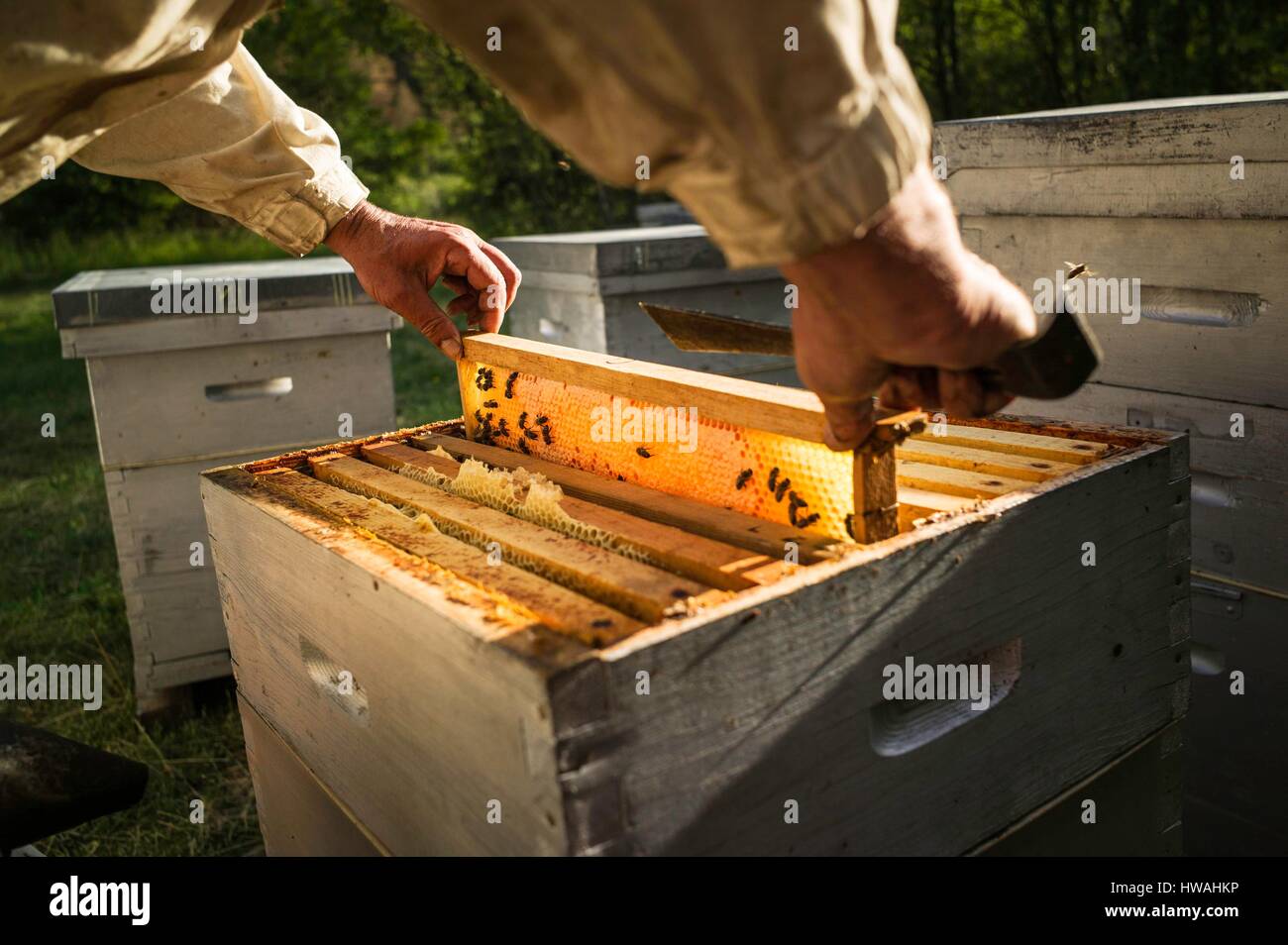 France, Hautes Alpes, Parc Naturel Régional du Queyras, Ristolas, Michel Collombon apiculteur, le contrôle de l'apiculture et l'mielleux Banque D'Images