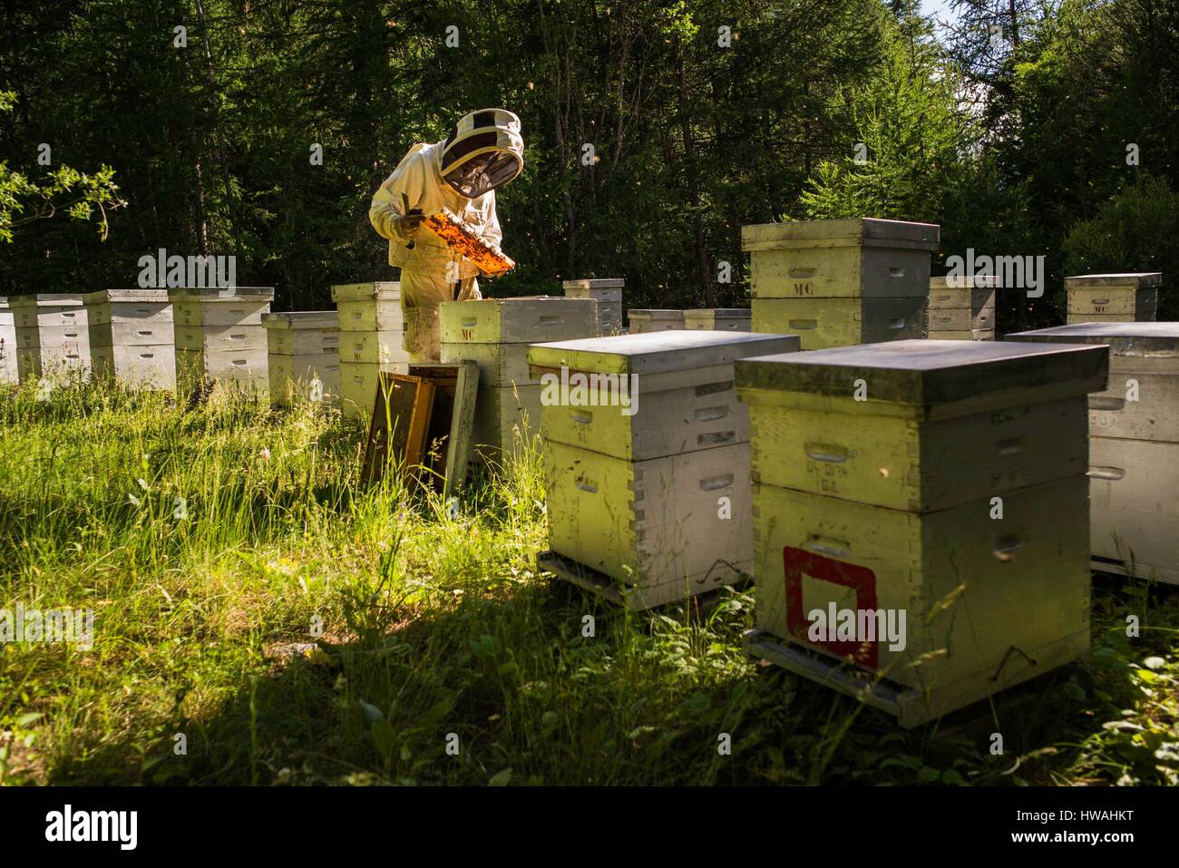 France, Hautes Alpes, Parc Naturel Régional du Queyras, aiguilles, Michel Collombon apiculteur, le contrôle de l'apiculture et l'mielleux Banque D'Images