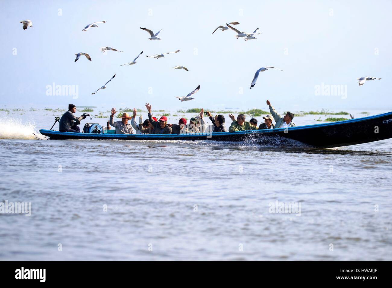 Le Myanmar, l'État Shan, au lac Inle, avec des bateaux de transport de passagers, donner de la nourriture à des mouettes Banque D'Images