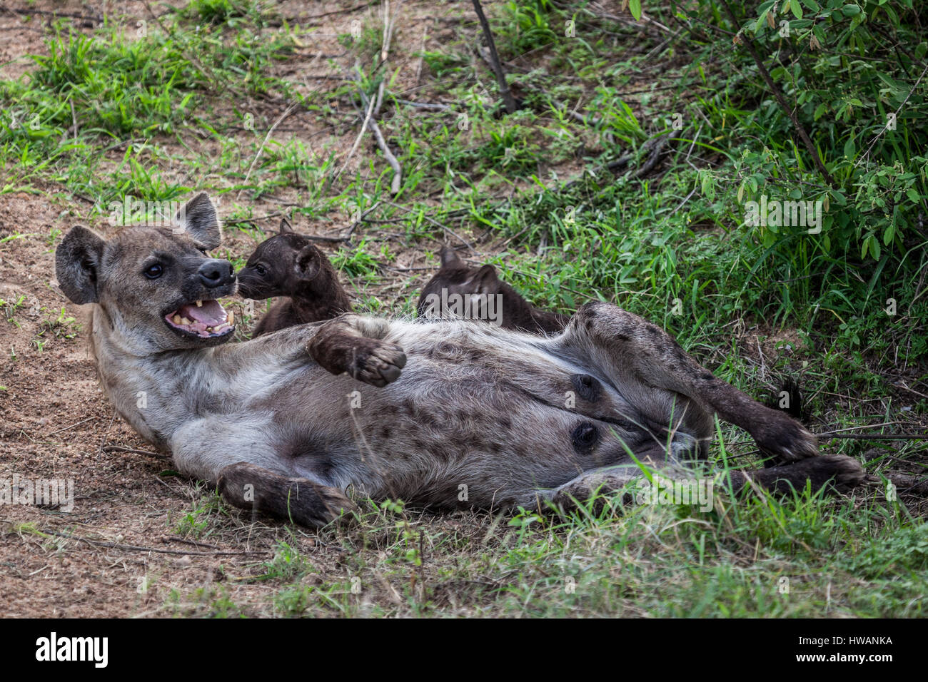 Mère hyène et ses petits dans le parc national Kruger, Afrique du Sud. Banque D'Images