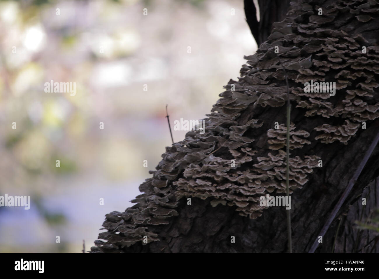 Les champignons sur un journal Banque D'Images