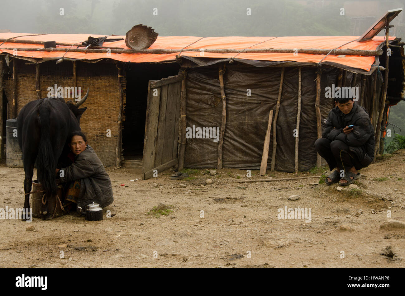 La traite et la lecture, Ramechhap, Népal Banque D'Images