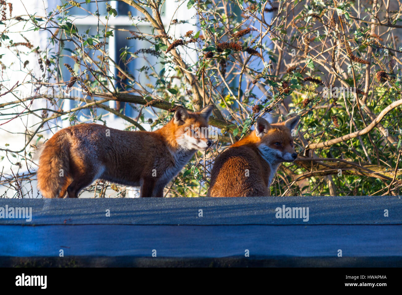 Les renards urbains assis sur le dessus d'un hangar en profitant du soleil Banque D'Images