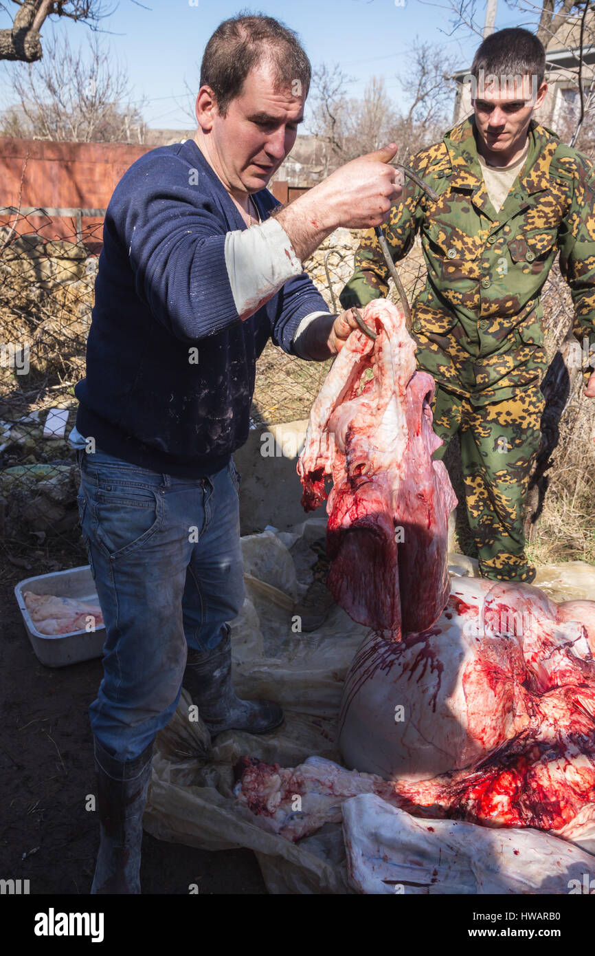 Krasnodar, Russie - 4 mars 2017 : Charcutier cut la carcasse de Bull, Fédération de farm Banque D'Images