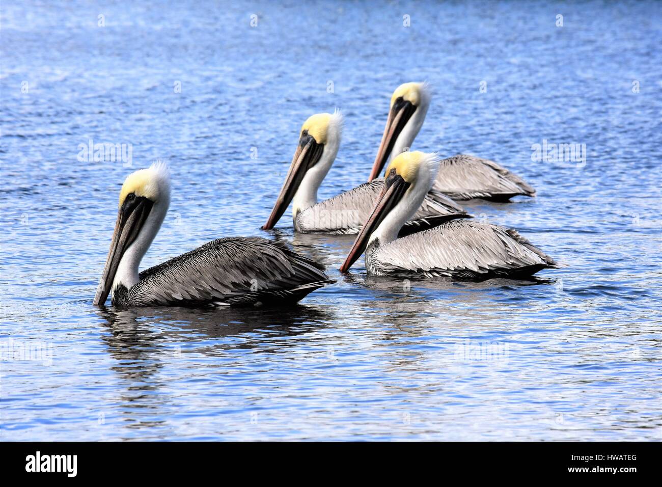 Dans un bassin de natation de pélicans Banque D'Images