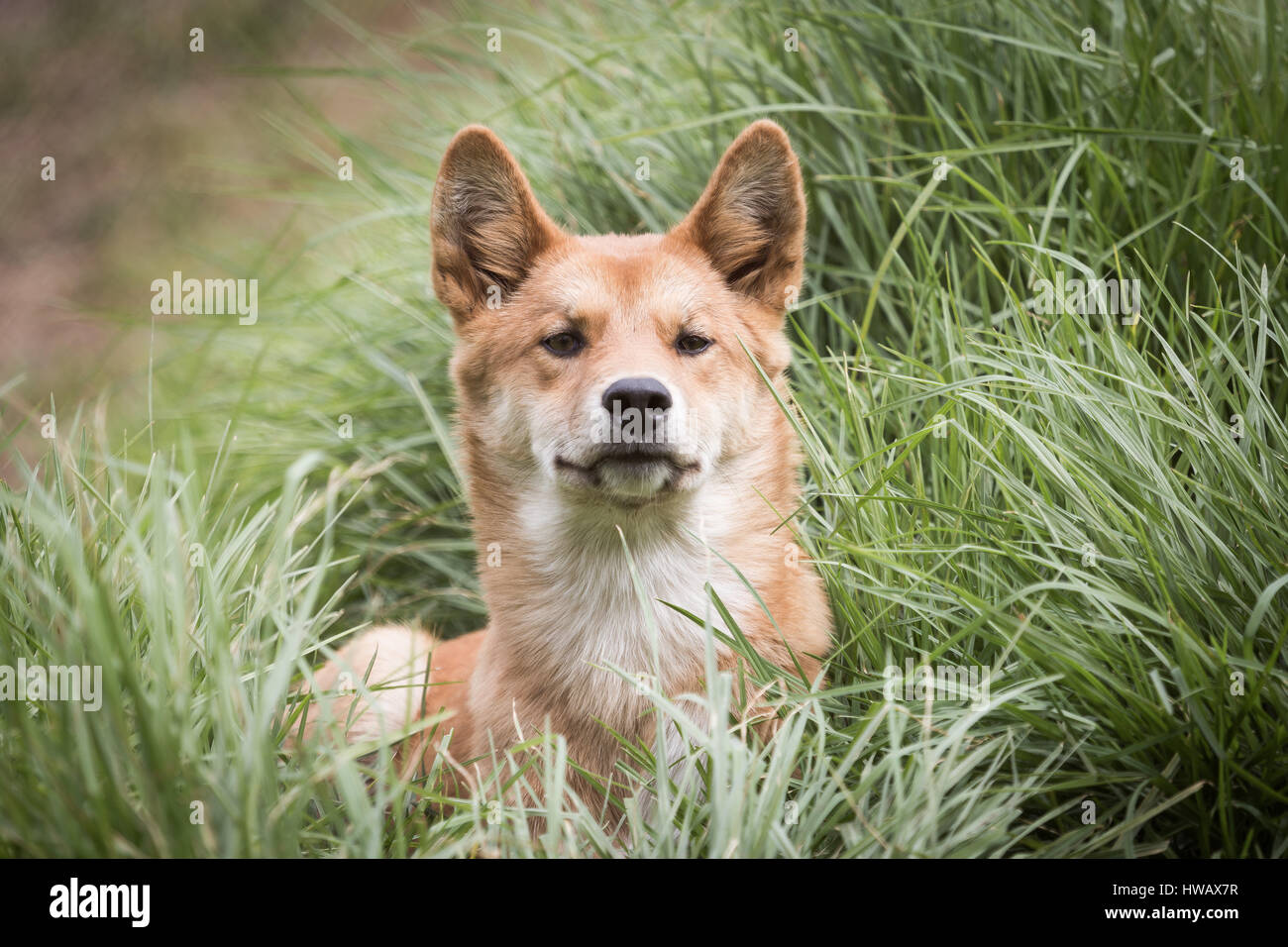 Dingo (Canis lupus dingo) Banque D'Images