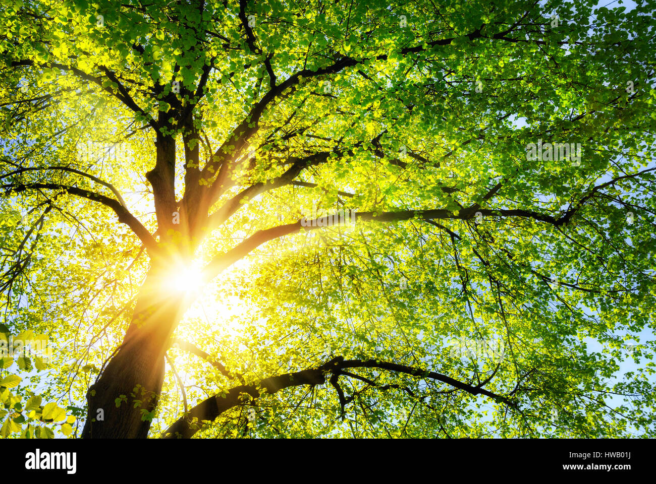 Le soleil brille à travers la canopée chaleureusement d'un chêne vert Banque D'Images