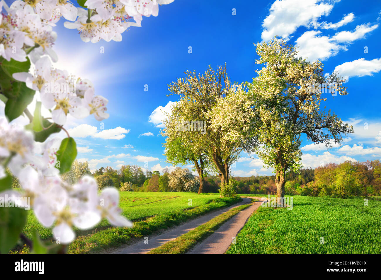 Paysage rural idyllique au printemps : vert prairie, arbres en fleurs, ciel bleu et rayons de soleil, encadrées de fleurs blanches Banque D'Images