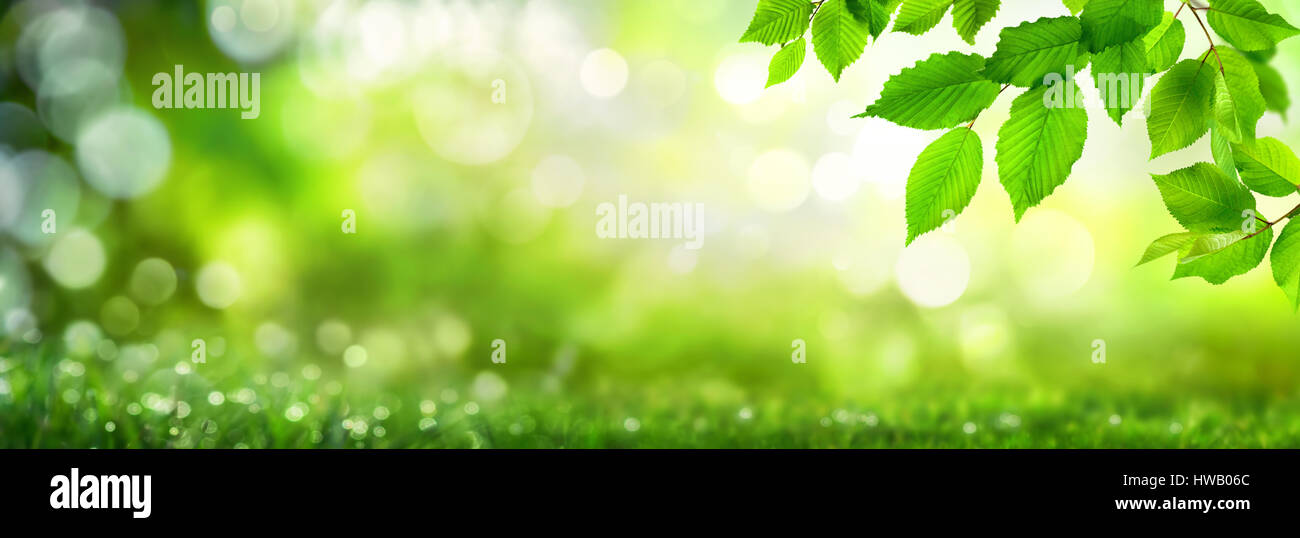 Feuilles de hêtre vert sur fond nature panoramique naturel avec bokeh met en lumière Banque D'Images