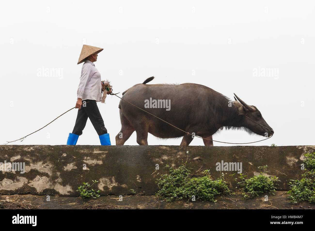 Vietnam, province de Ninh Binh, Kenh Ga, une femme à la tête d'un buffalo Banque D'Images